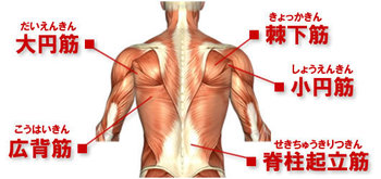 back-muscle-map.jpg
