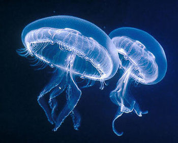 meduse_1.jpg